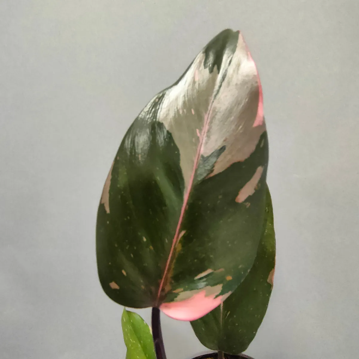 philodendron “pink princess” - slika 6