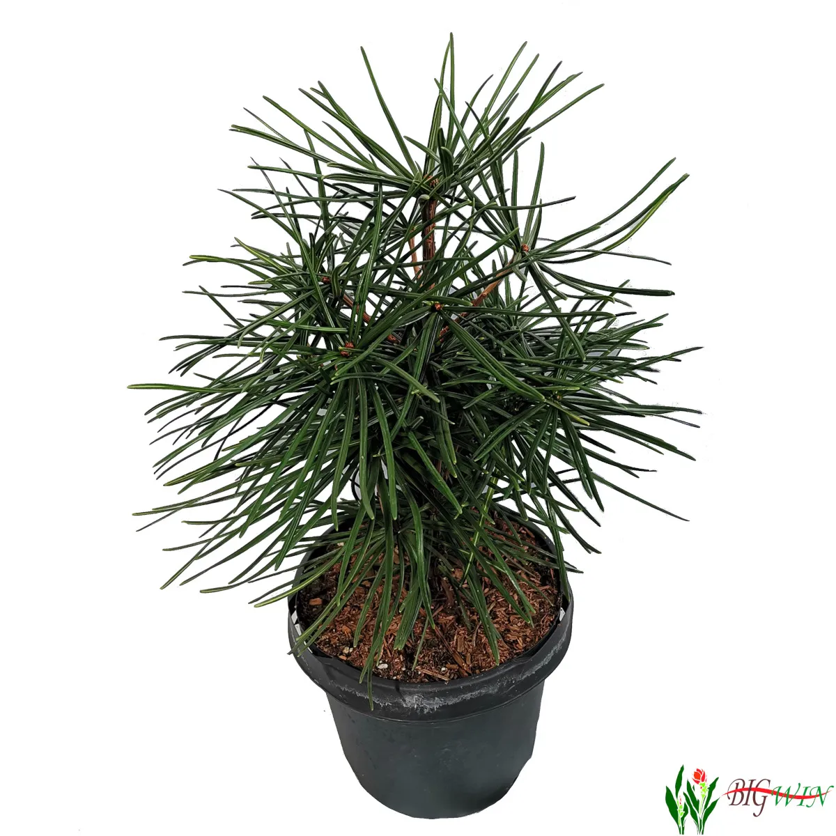 sciadopitys verticillata - slika 2