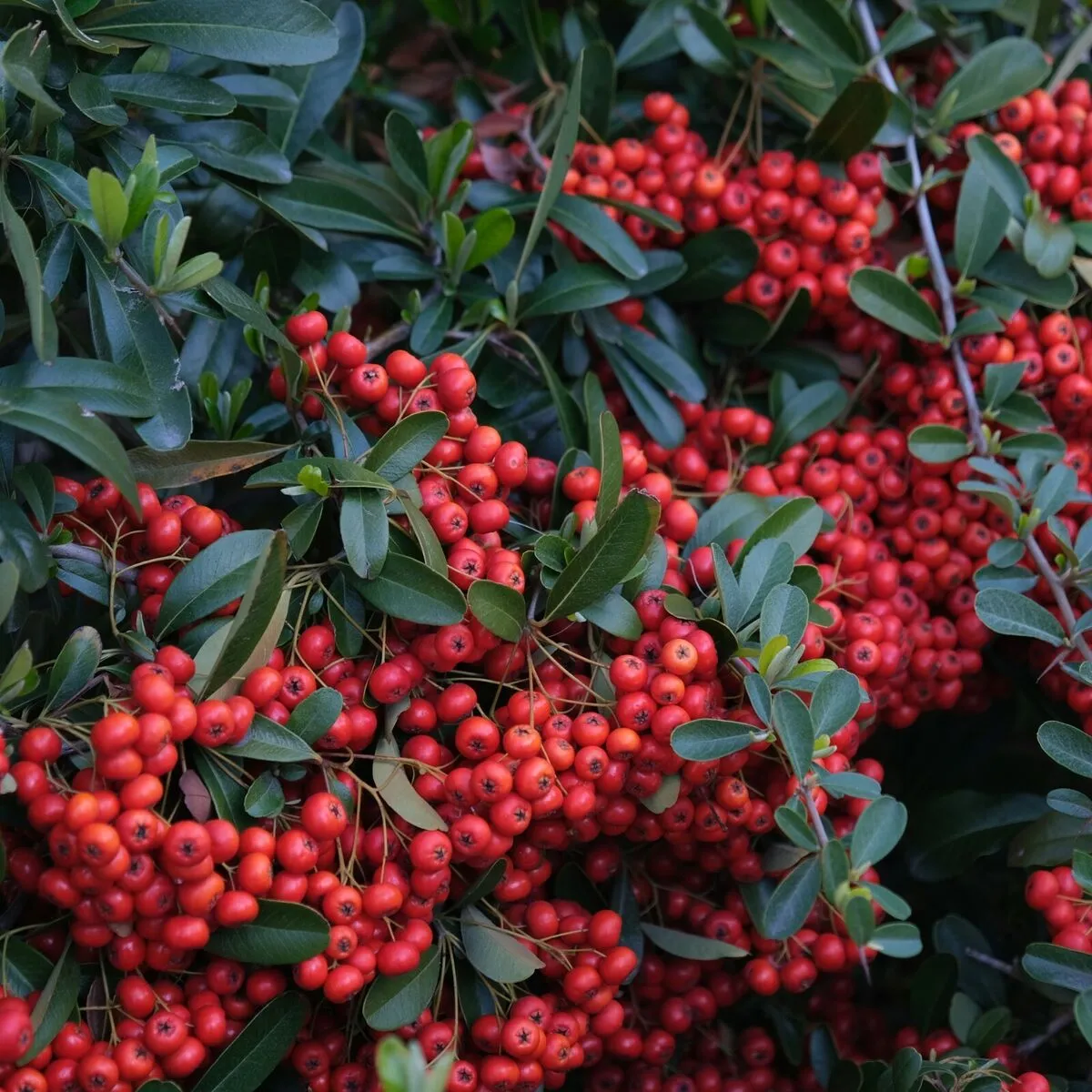 pyracantha coc. / vatreni trn - slika 3