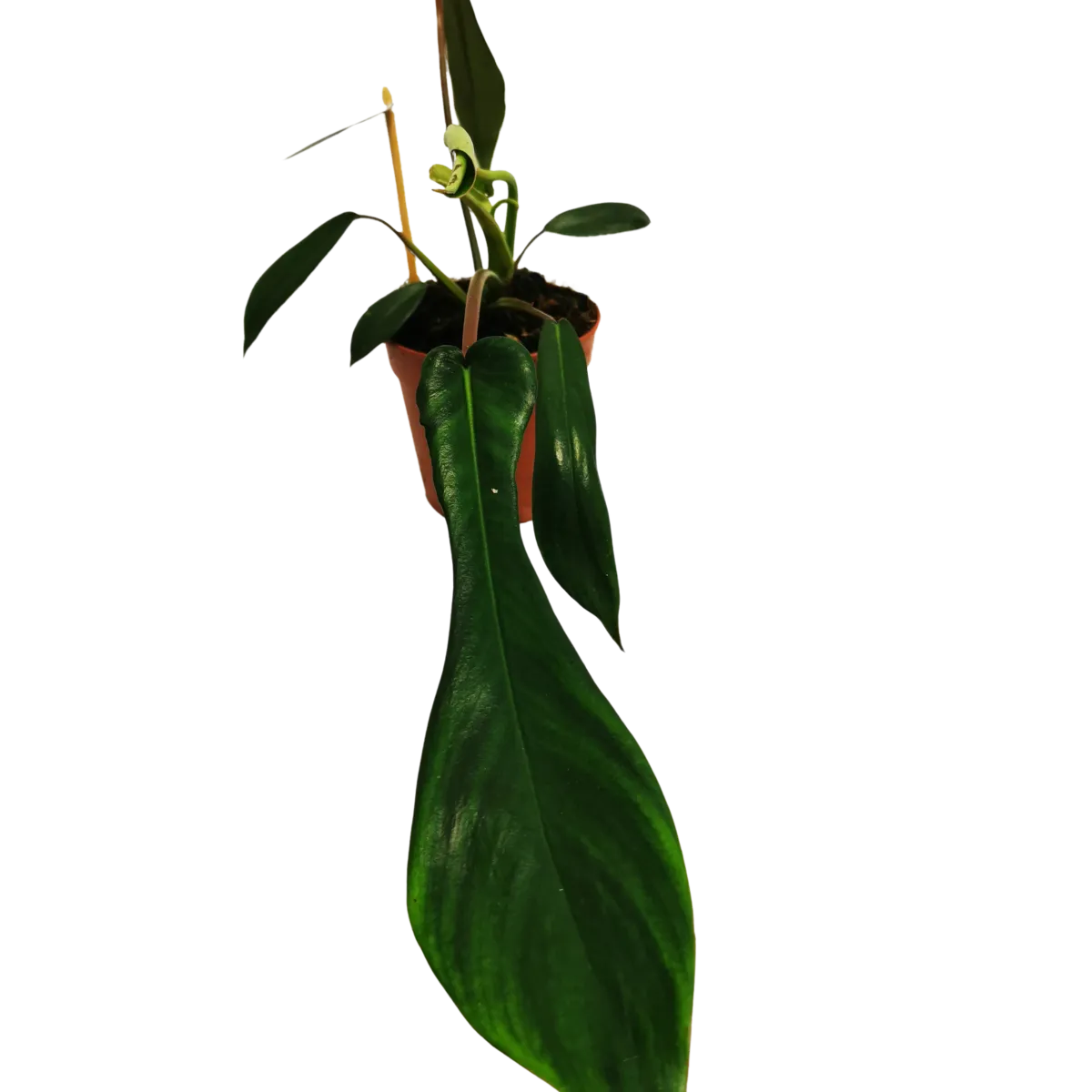philodendron “joepii” - slika 3