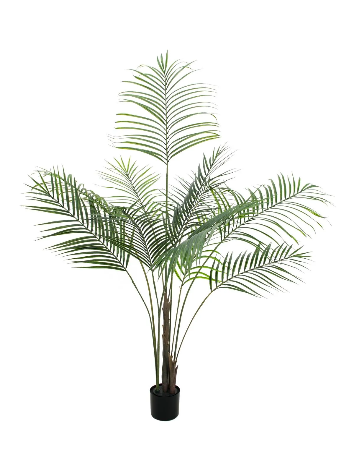 EUROPALMS Areca palm with big leaves, 185cm - Križevci