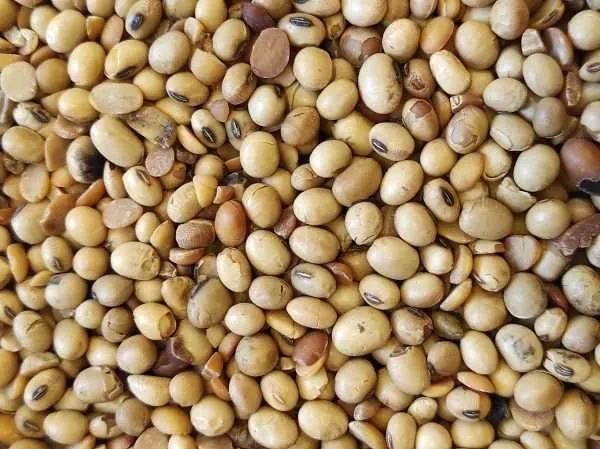 Pržena soja 1kg - Đakovo