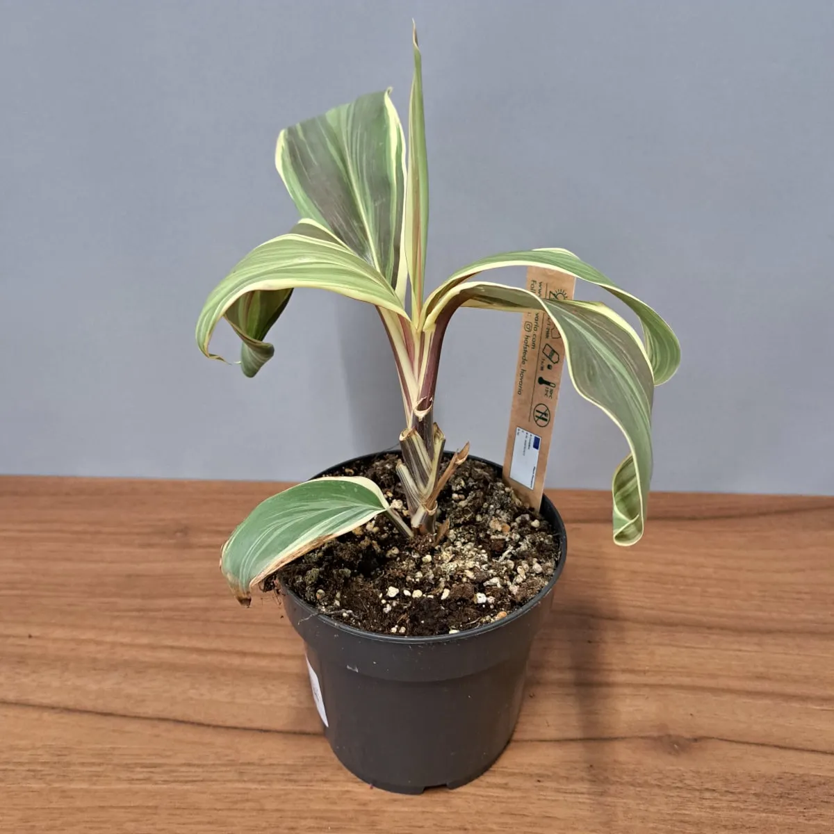 cordyline ‘chocolate queen’ - slika 5