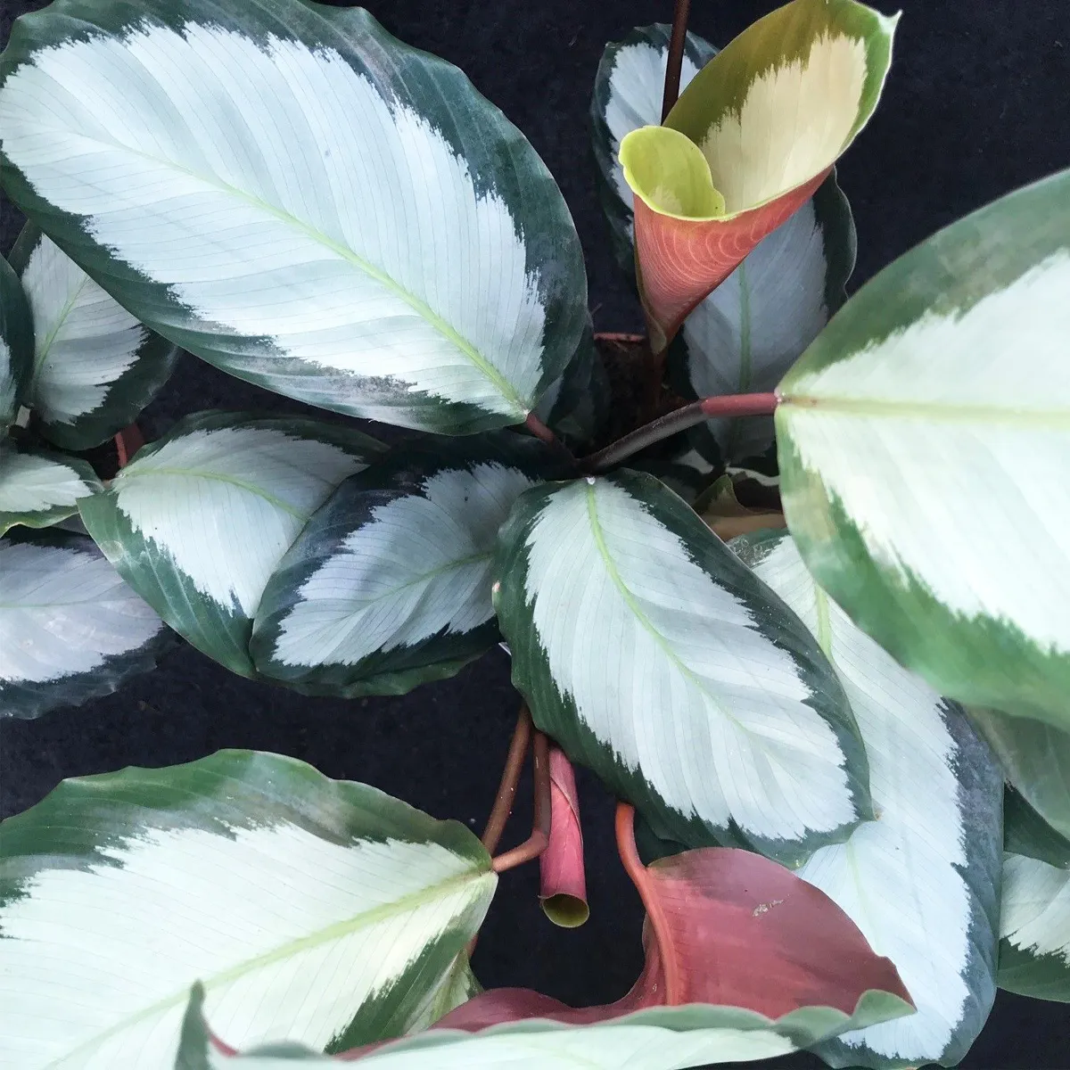 calathea picturata “argentea” - slika 3