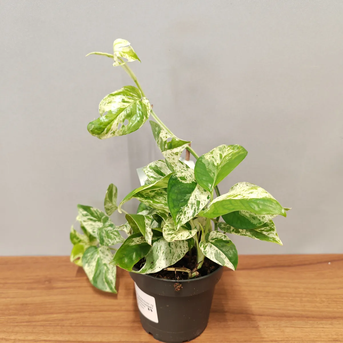 epipremnum pinn “marble variegated” - slika 5