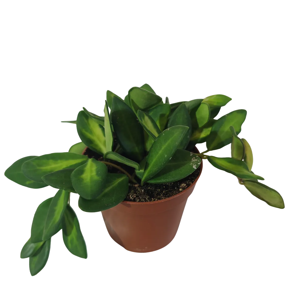 hoya “burtoniae” variegata - slika 2