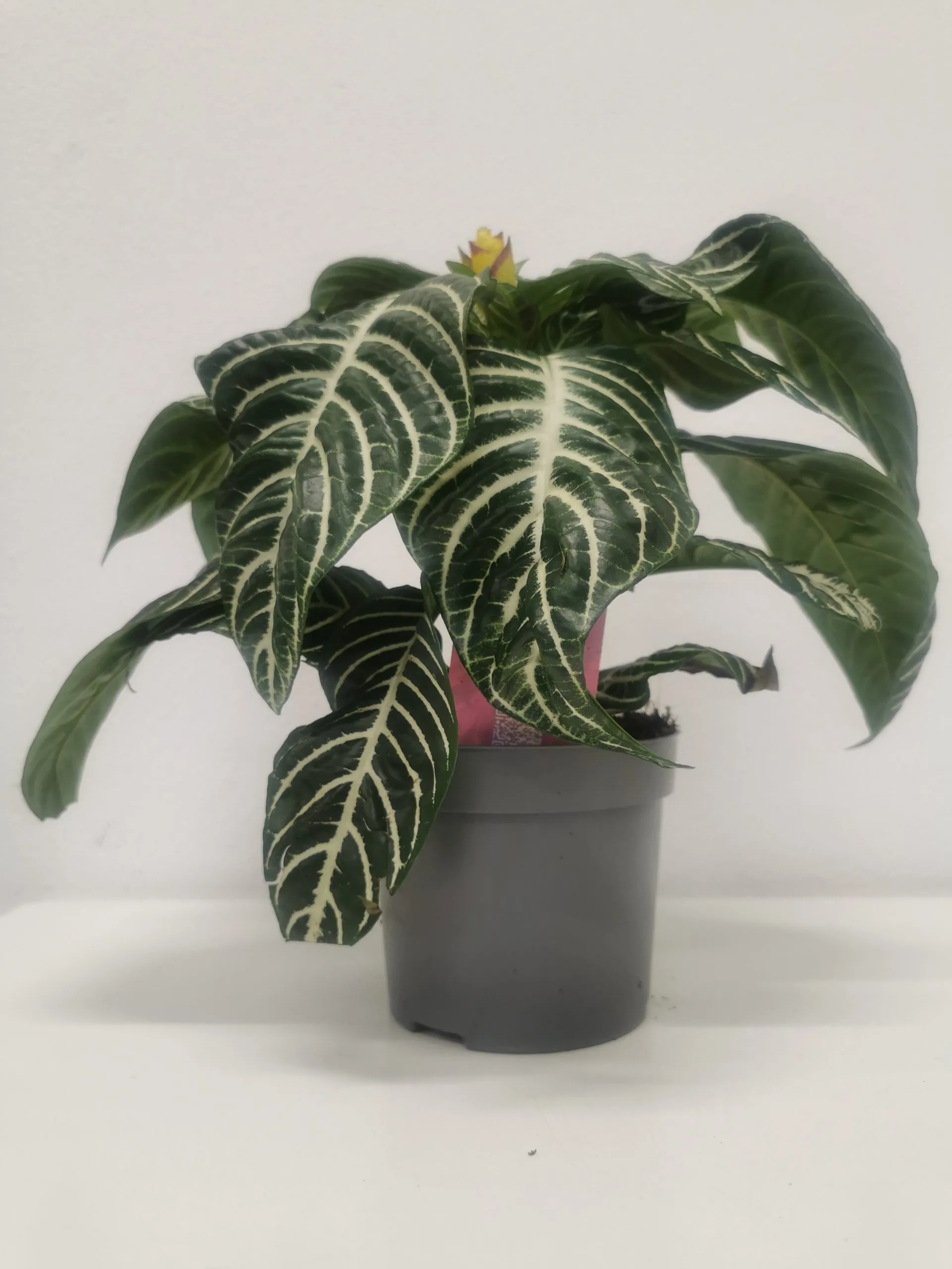 aphelandra sq.”dania” - slika 4