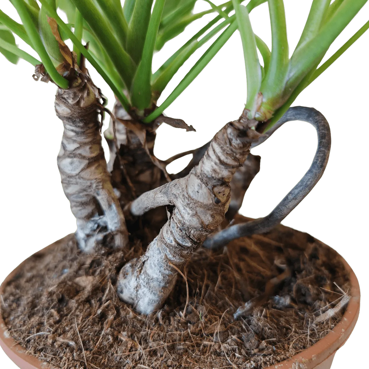philodendron “xanadu” - slika 2