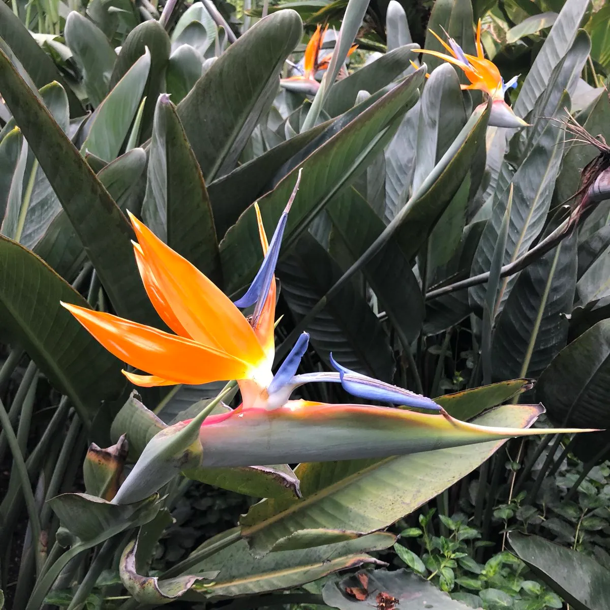 strelitzia “reginae” - slika 3