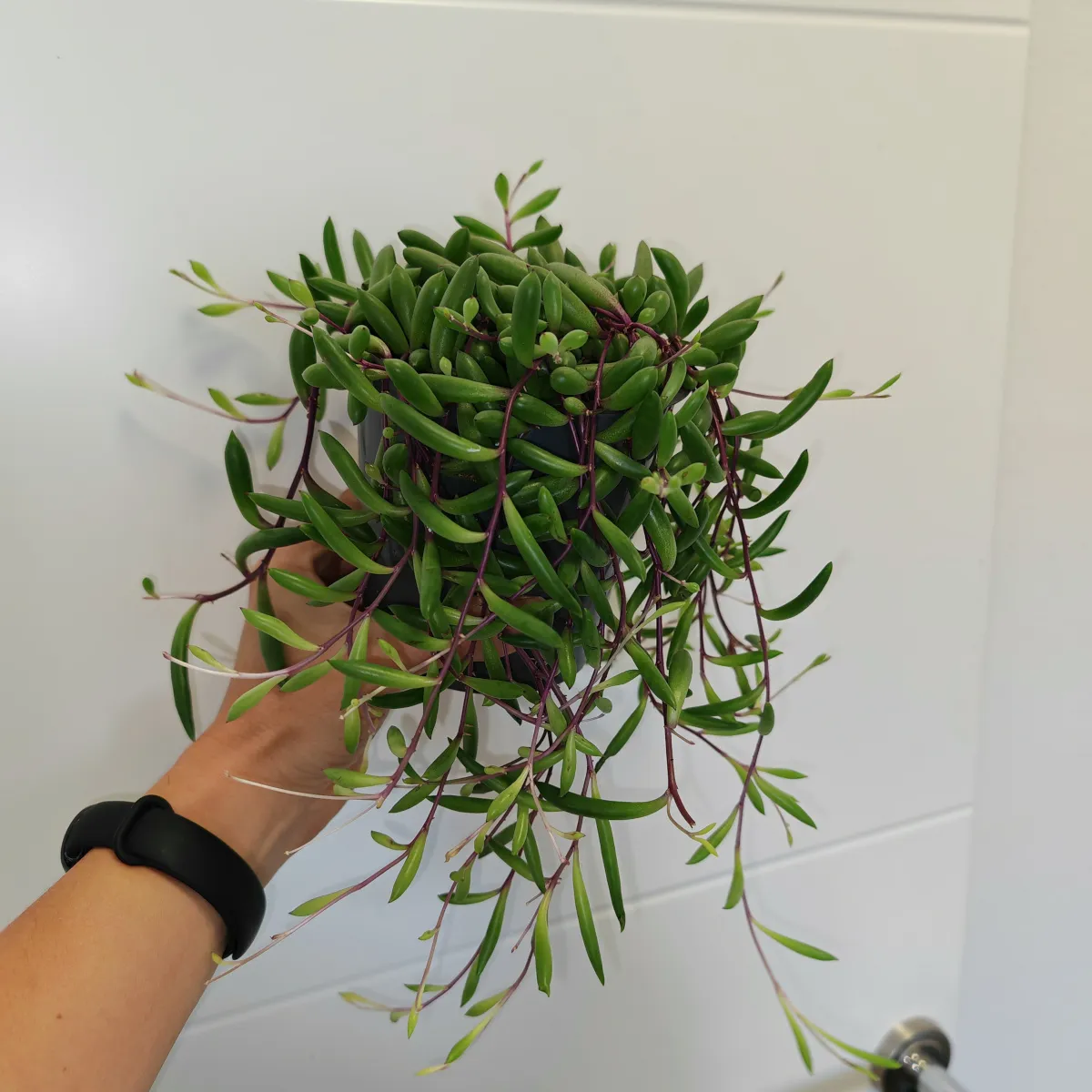 senecio herreianus - slika 4