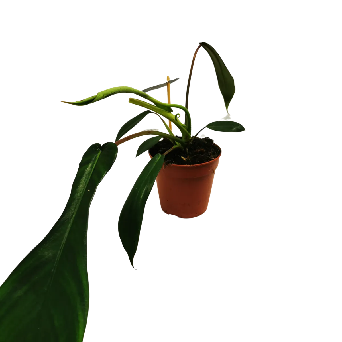 philodendron “joepii” - slika 2