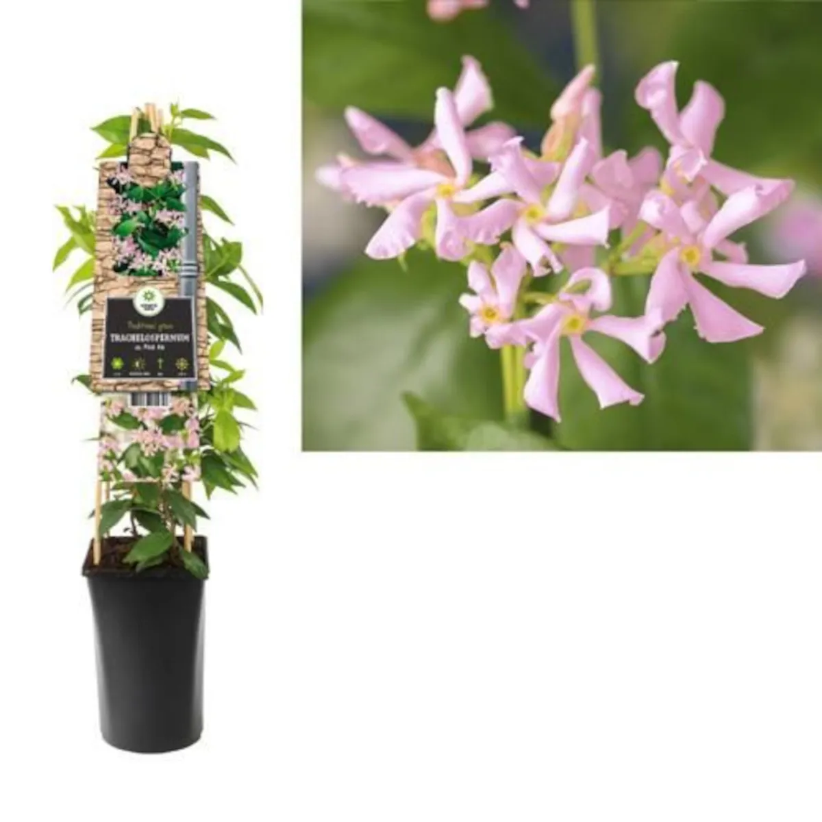 trachelospermum jasminoides / zimz. jasmin - slika 2