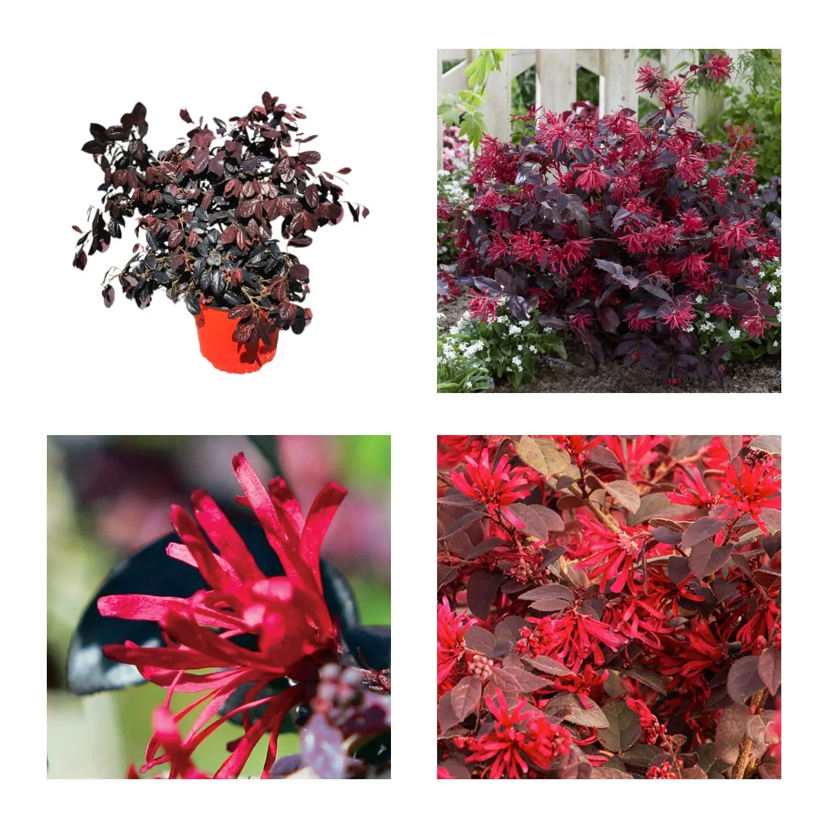 Loropetalum Chinese - Nurkovac, Brestovac