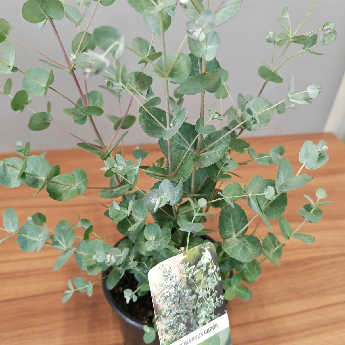 Eucalyptus Gunnii - Nurkovac, Brestovac