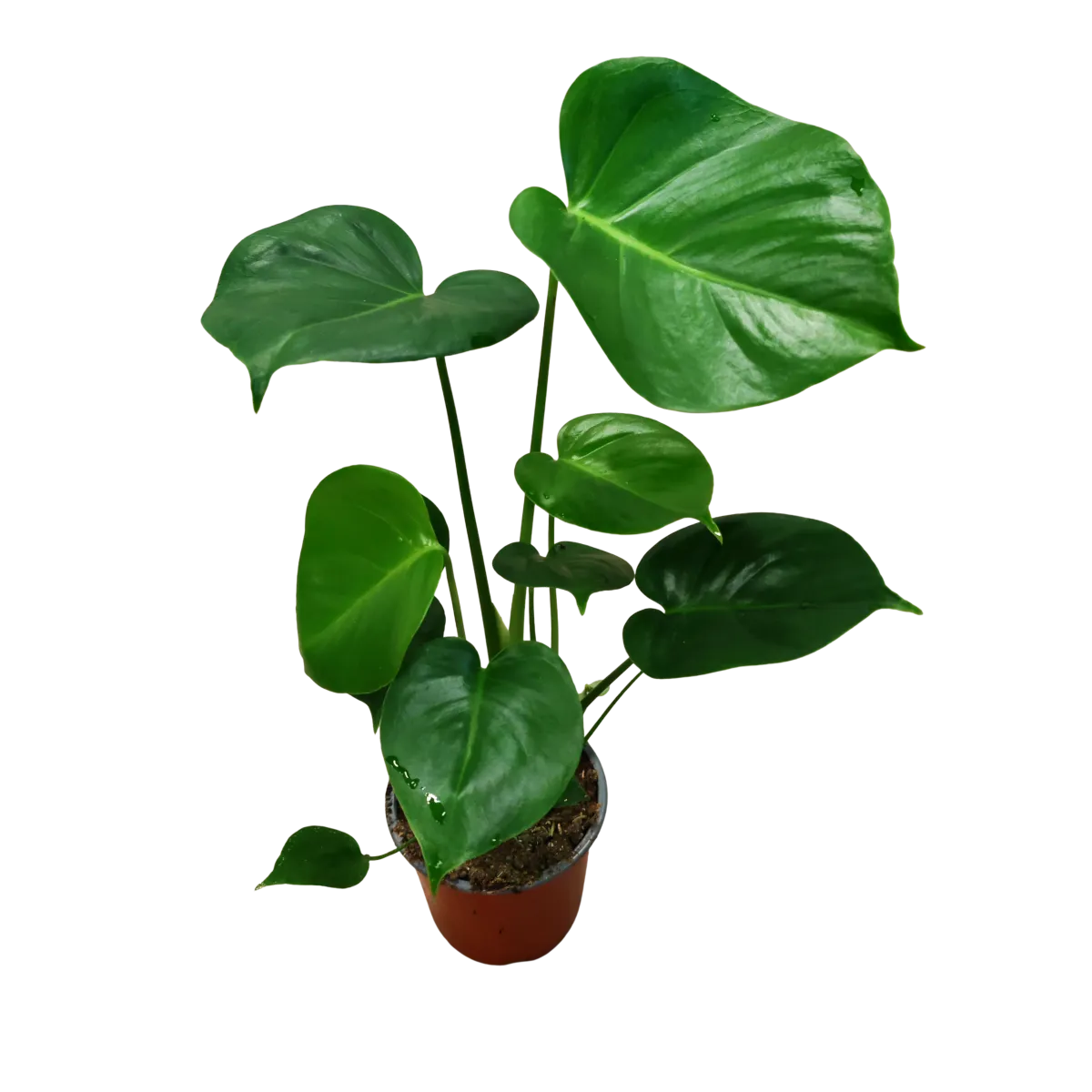 monstera deliciosa - slika 5