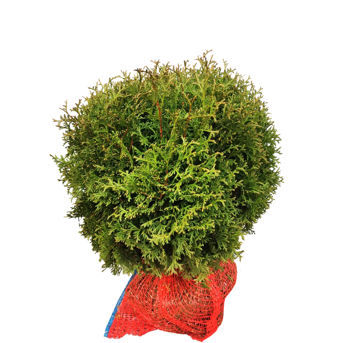 thuja occ “tiny tim” - slika 3