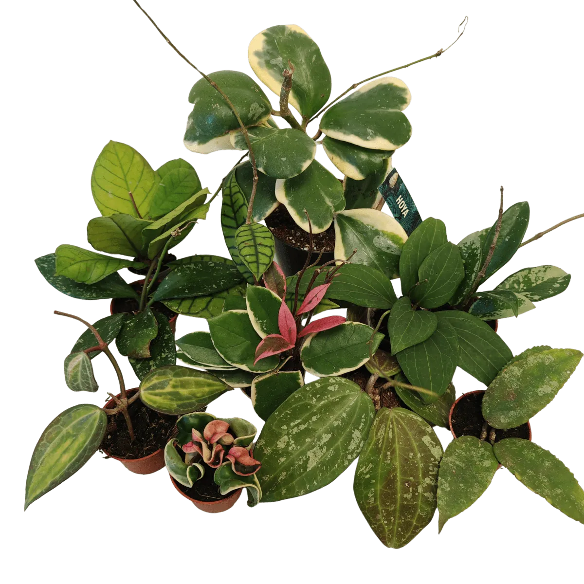 Hoya Special - Brestovac