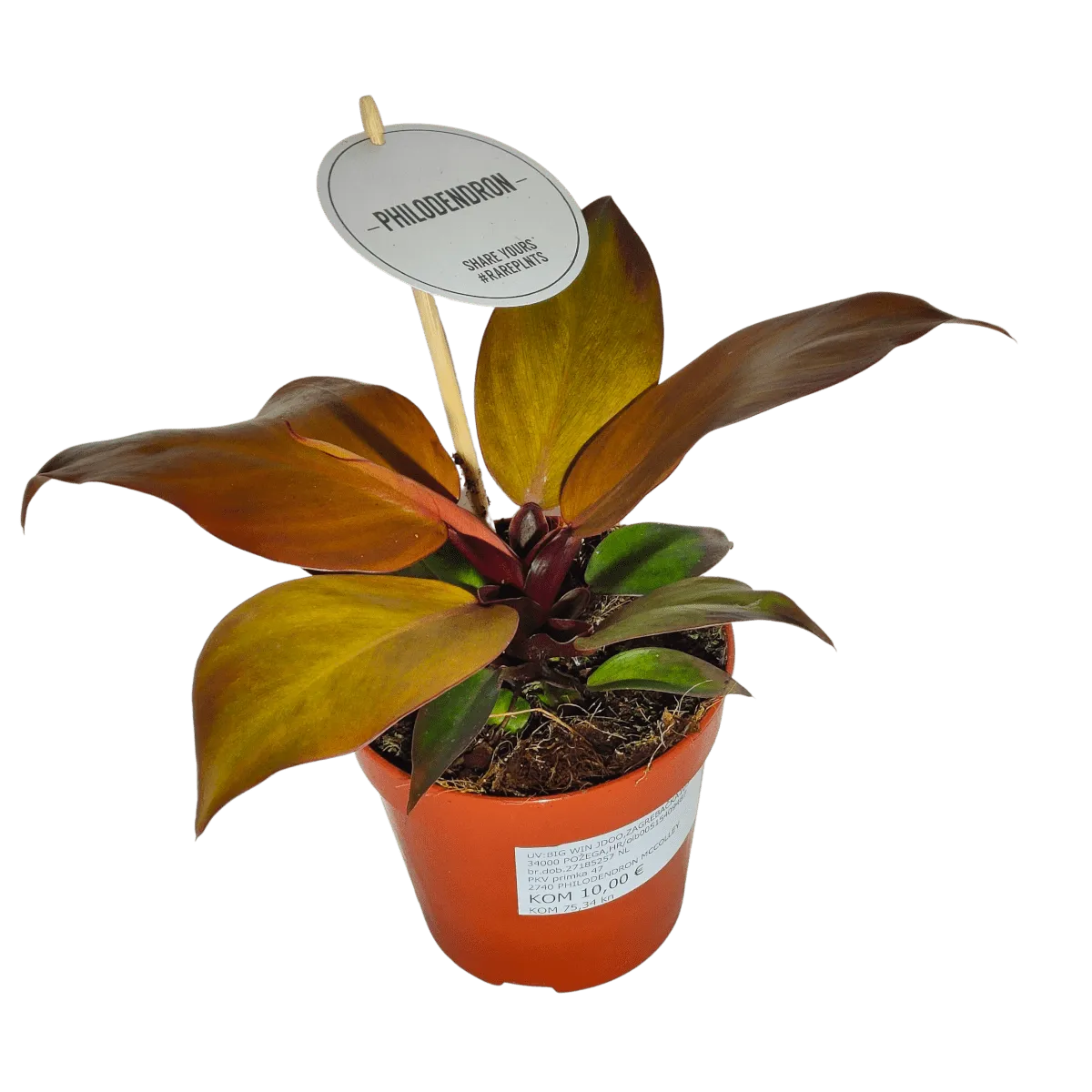 philodendron “mccolley’s finale” - slika 3