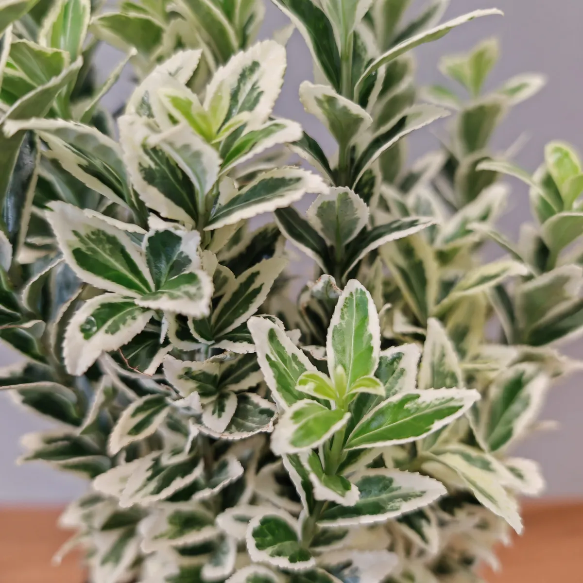 euonymus jap. “white spire” - slika 5