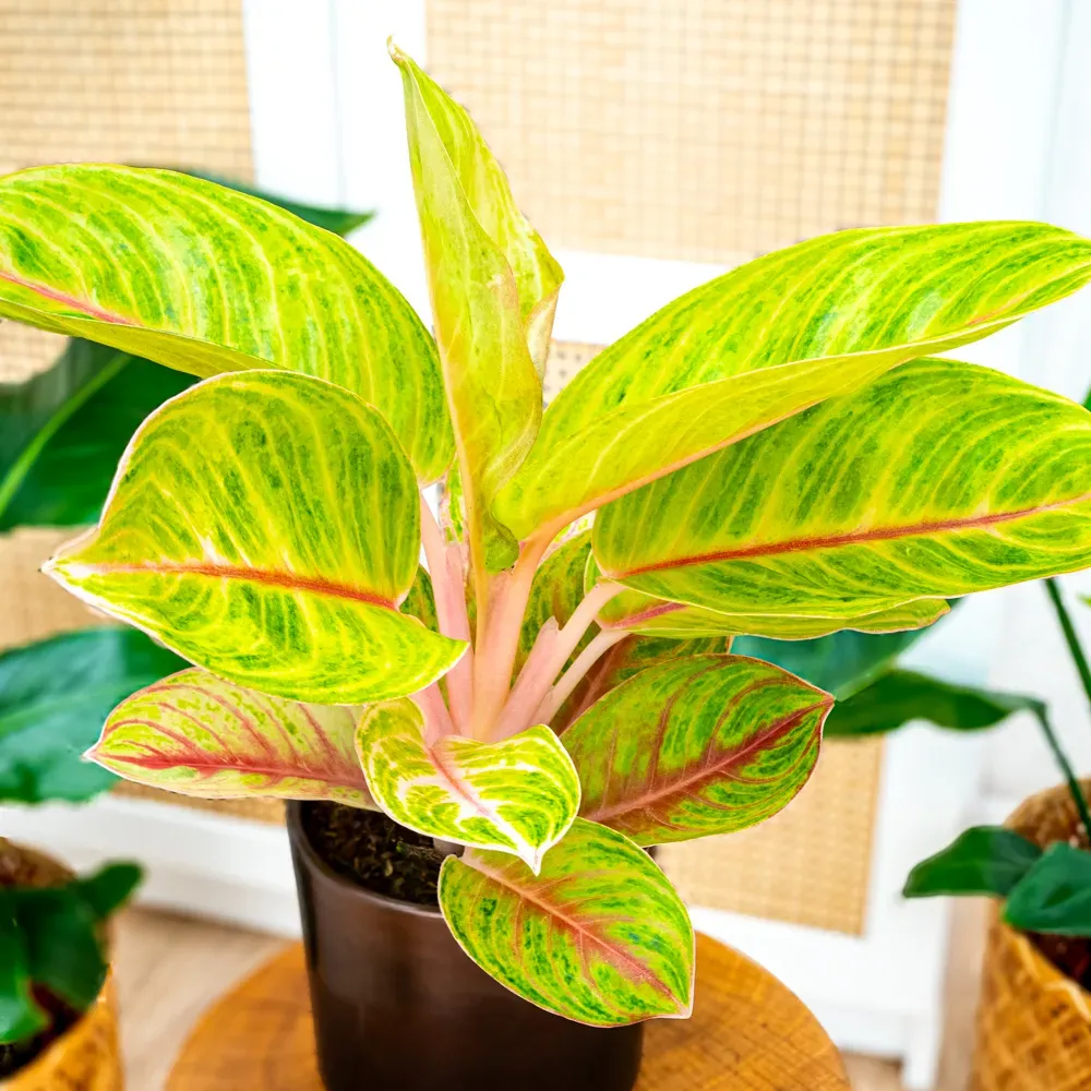 AGLAONEMA “Rose Parakeet” - Brestovac