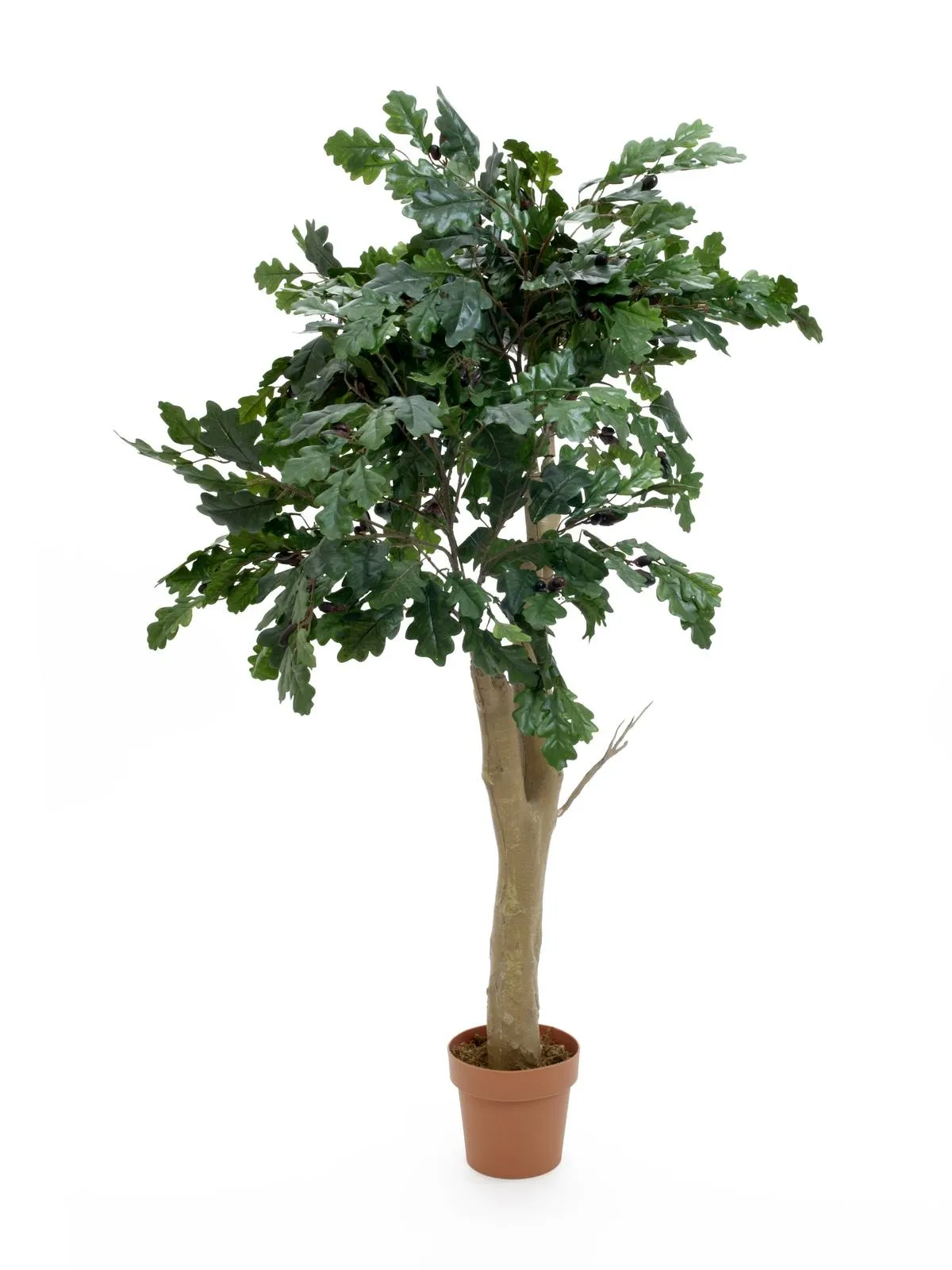 EUROPALMS Oak tree, 180cm - Križevci