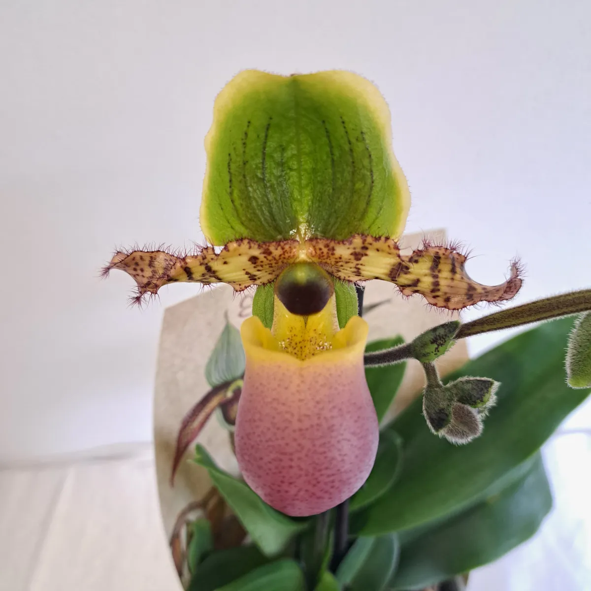 paphiopedilum ‘pinocchio’ - slika 2