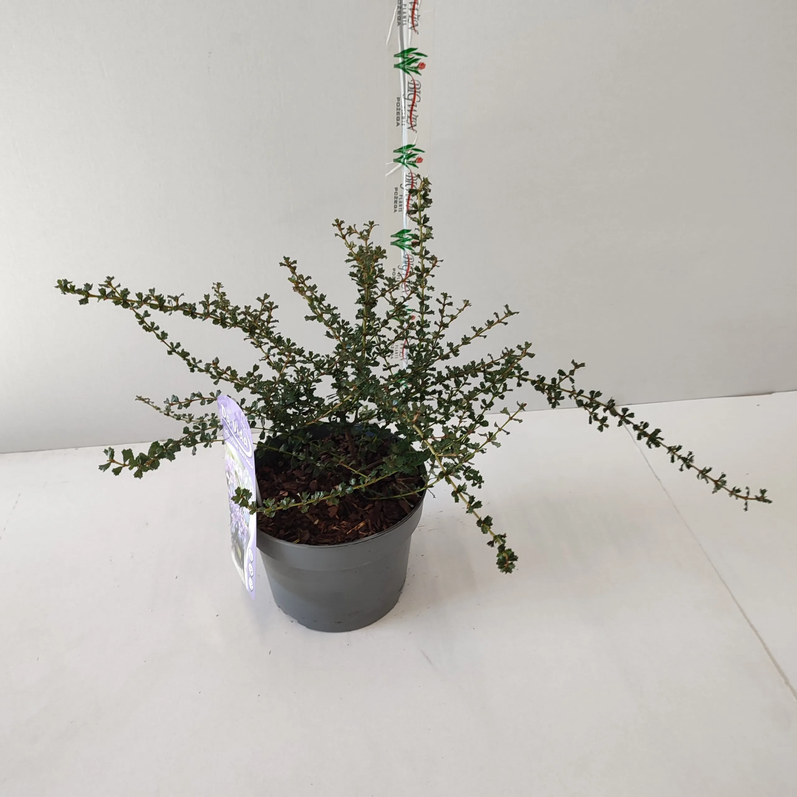 ceanothus “blue passion” - slika 2