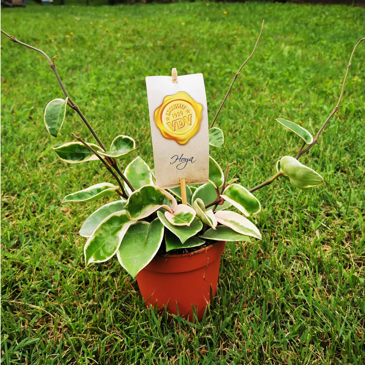 hoya” krimson queen” - slika 3