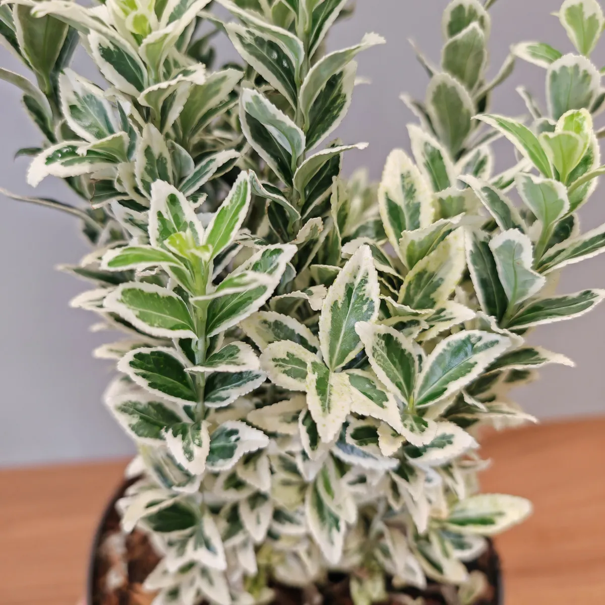 euonymus jap. “white spire” - slika 4