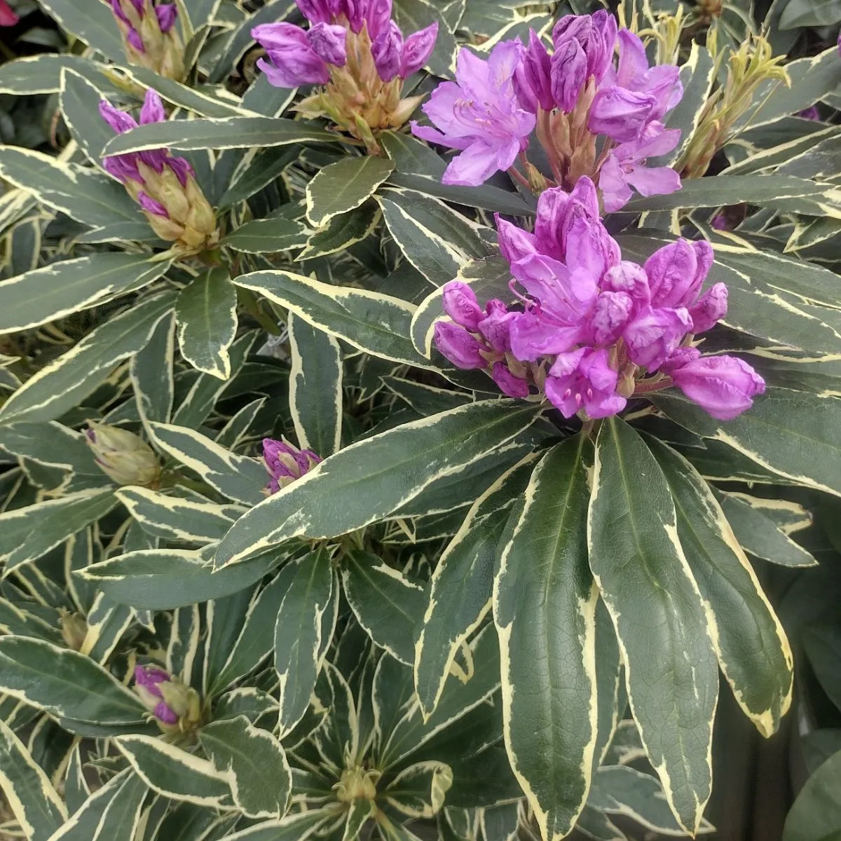 rhododendron pont. “variegatum” - slika 2