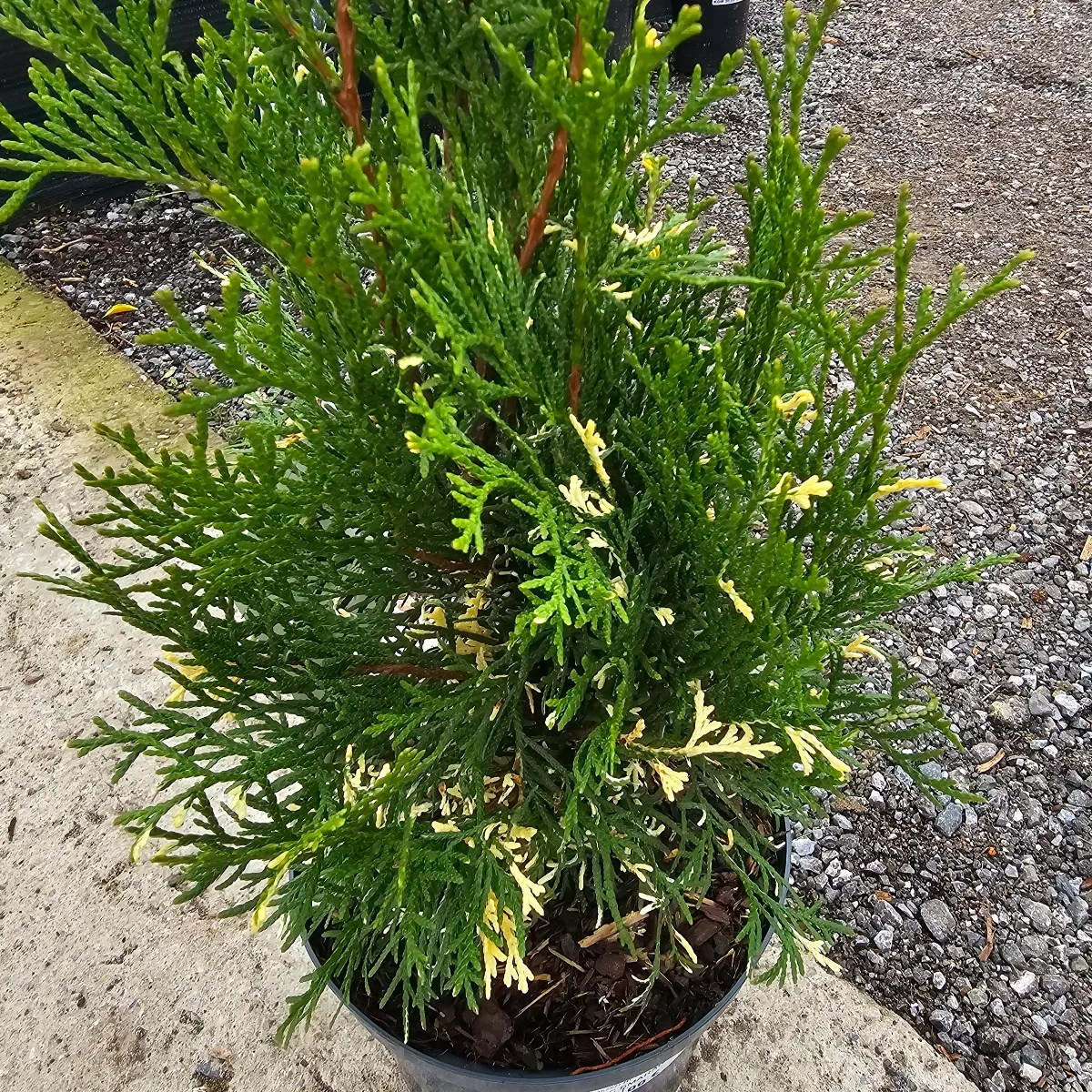 thuja occ.” smaragd” - slika 3