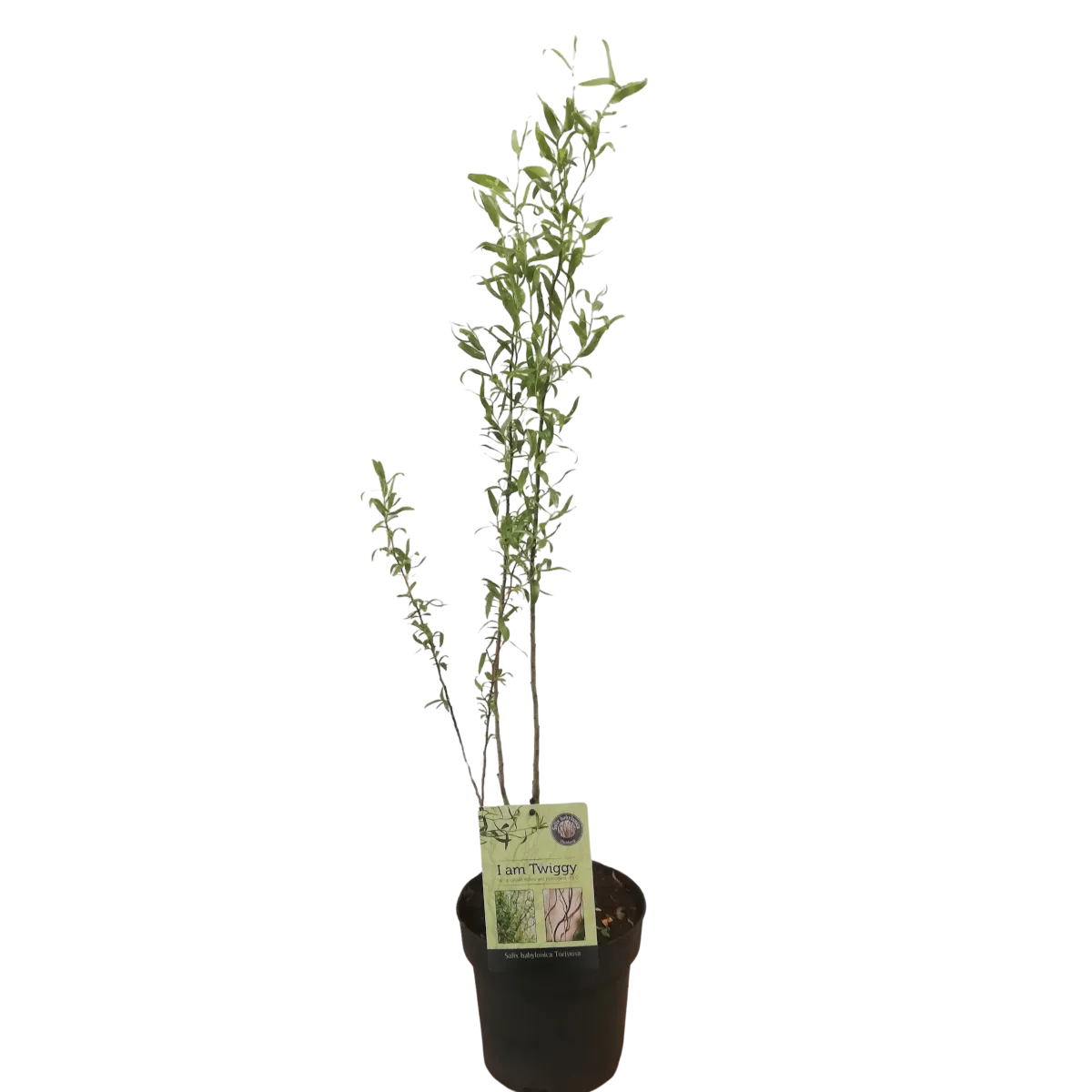 salix baby. “tortuosa” - slika 2