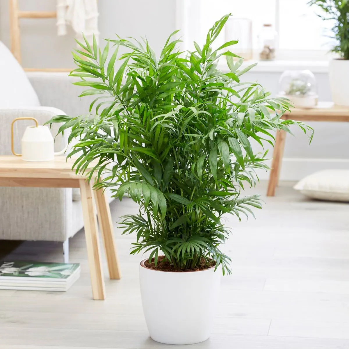 chamaedorea elegans - slika 2