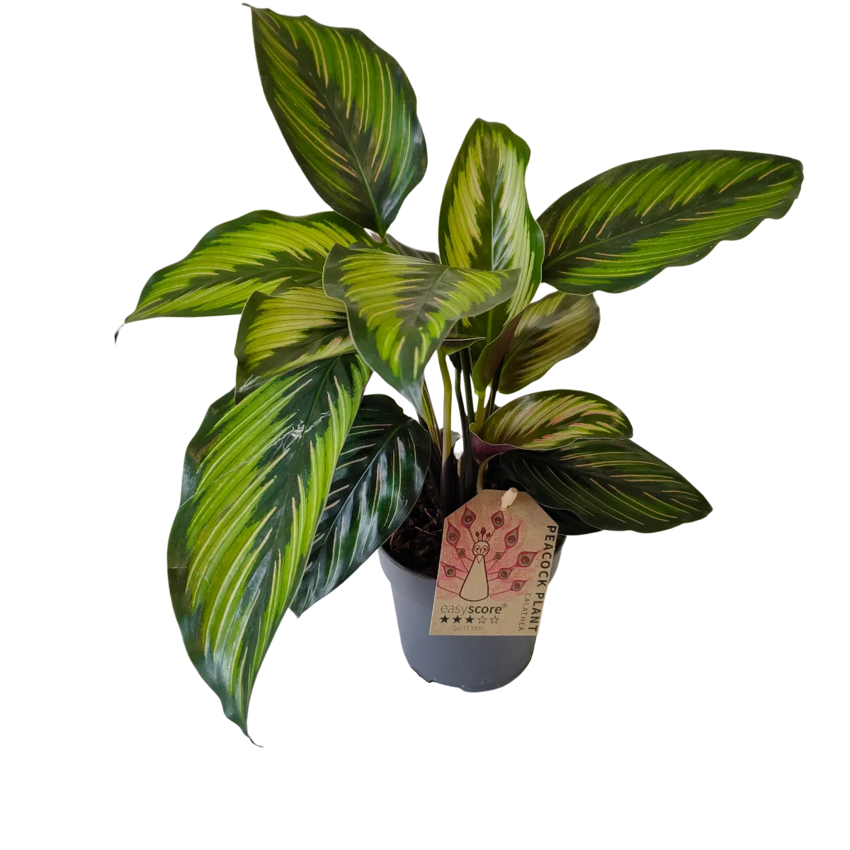 calathea “beauty star” - slika 3