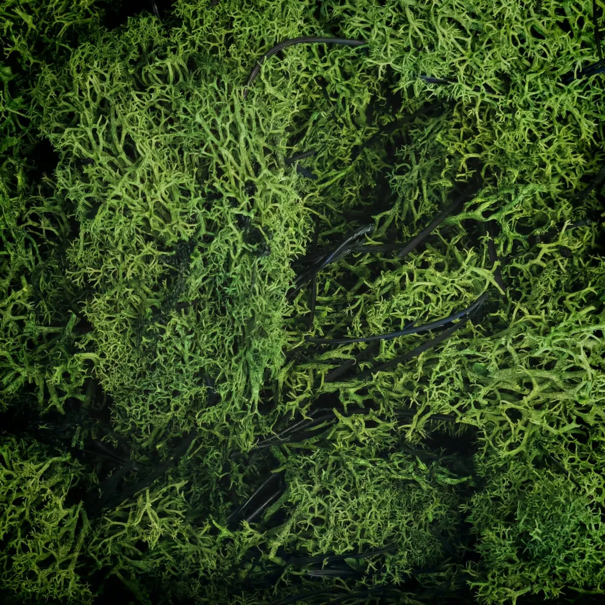 stabilizirana mahovina - slika 7