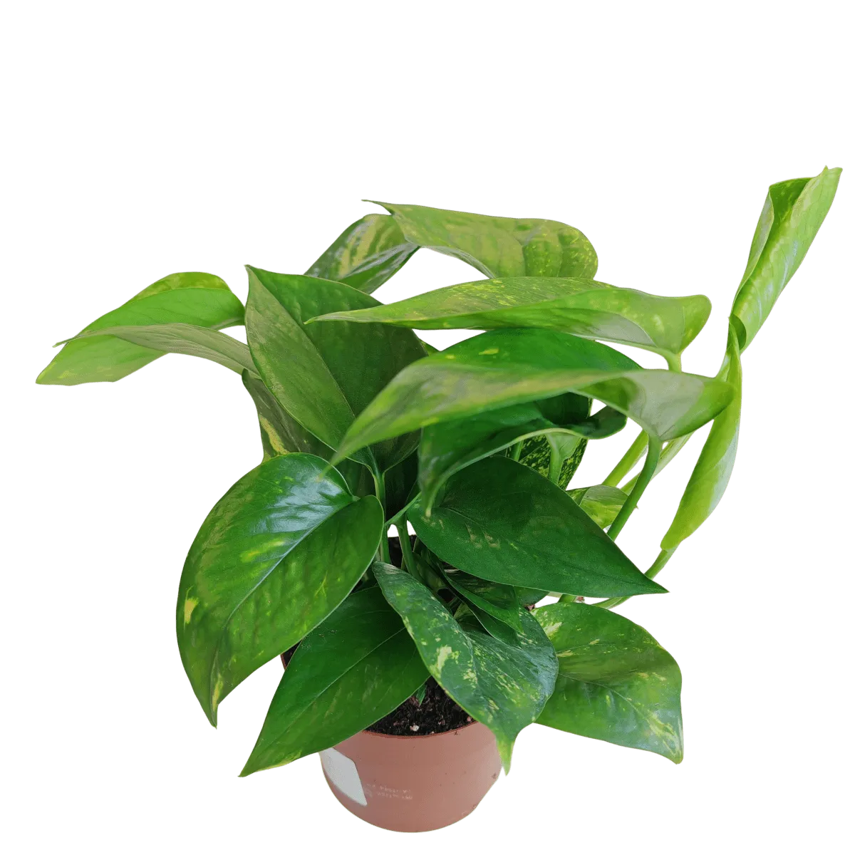 epipremnum “hawaiian” - slika 4