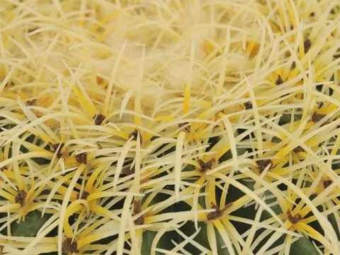 europalms barrel cactus, 37cm - slika 2