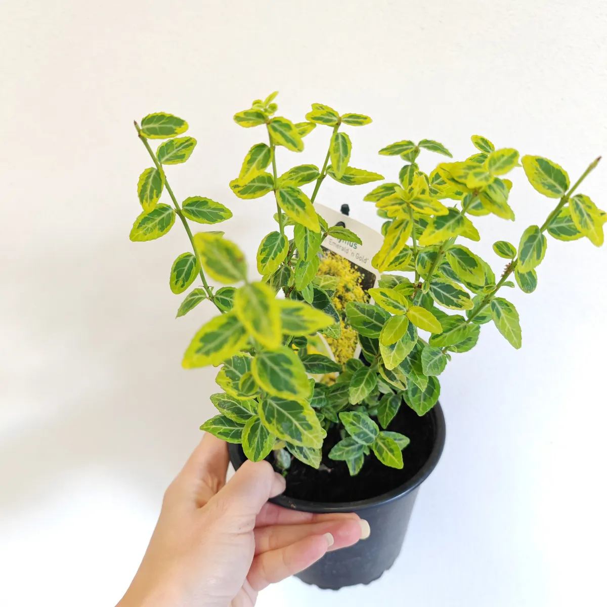 euonymus fort “emerald ‘n’ gold” - slika 4