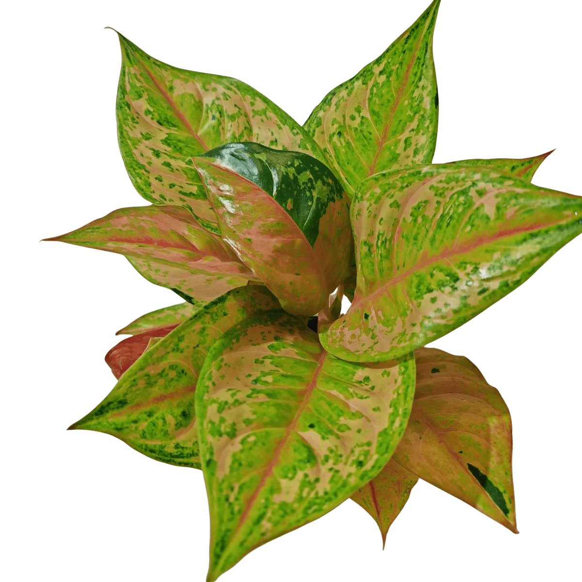 aglaonema “pastella” - slika 3