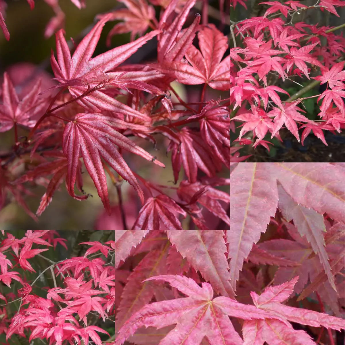 acer palmatum “beni maiko” - slika 3