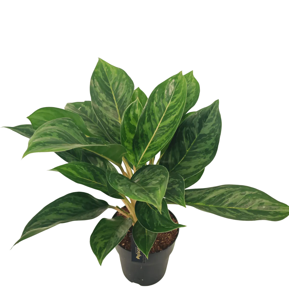 aglaonema - sobno cvijeće - slika 3