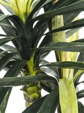 europalms yucca, 2 trunks, 115cm - slika 2