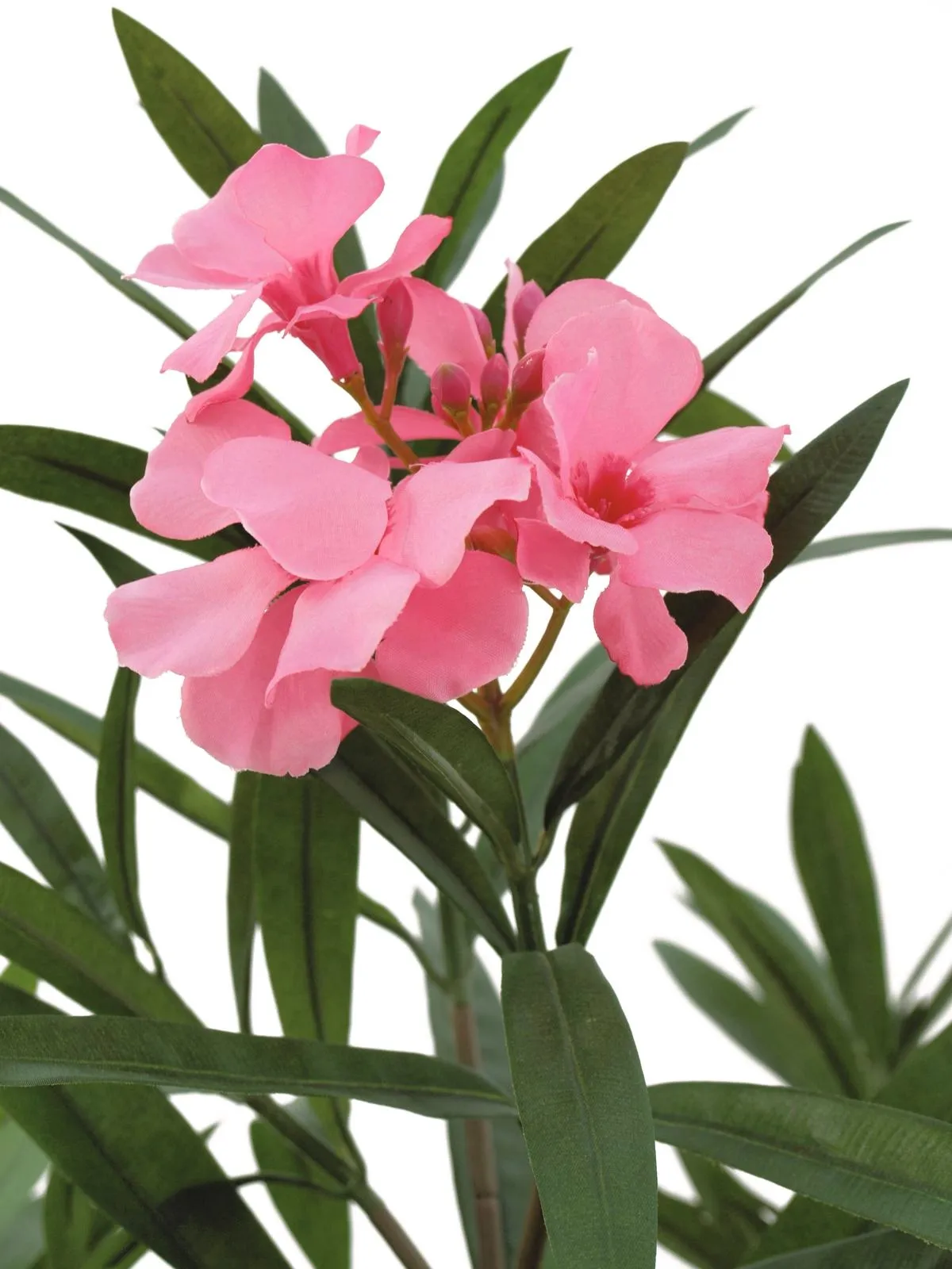 europalms oleander tree, 150cm - slika 2