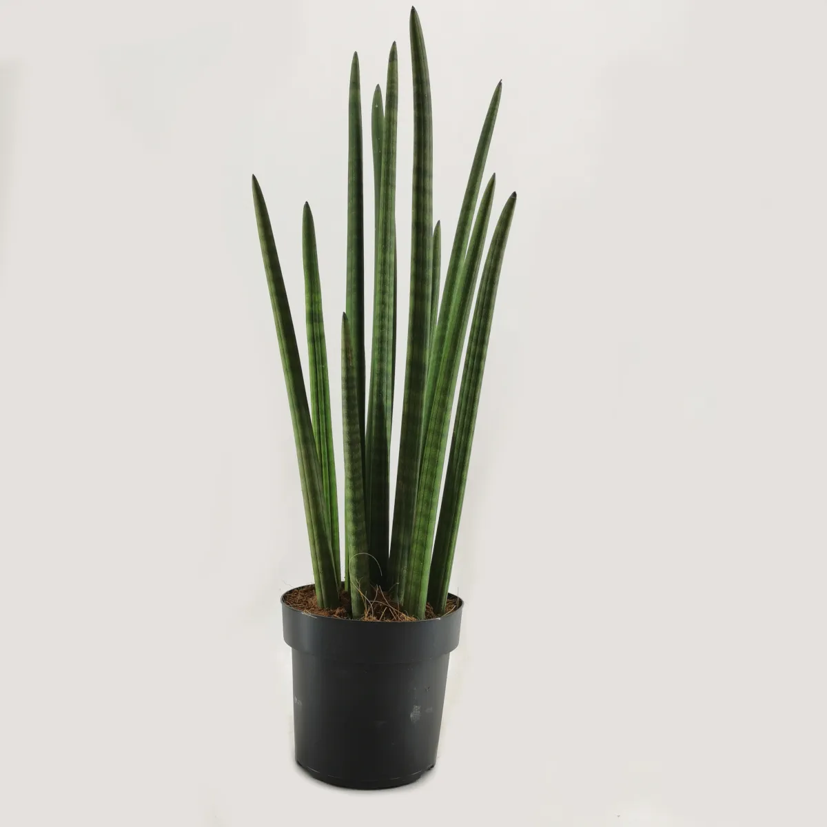 sansevieria cylindrica - slika 4
