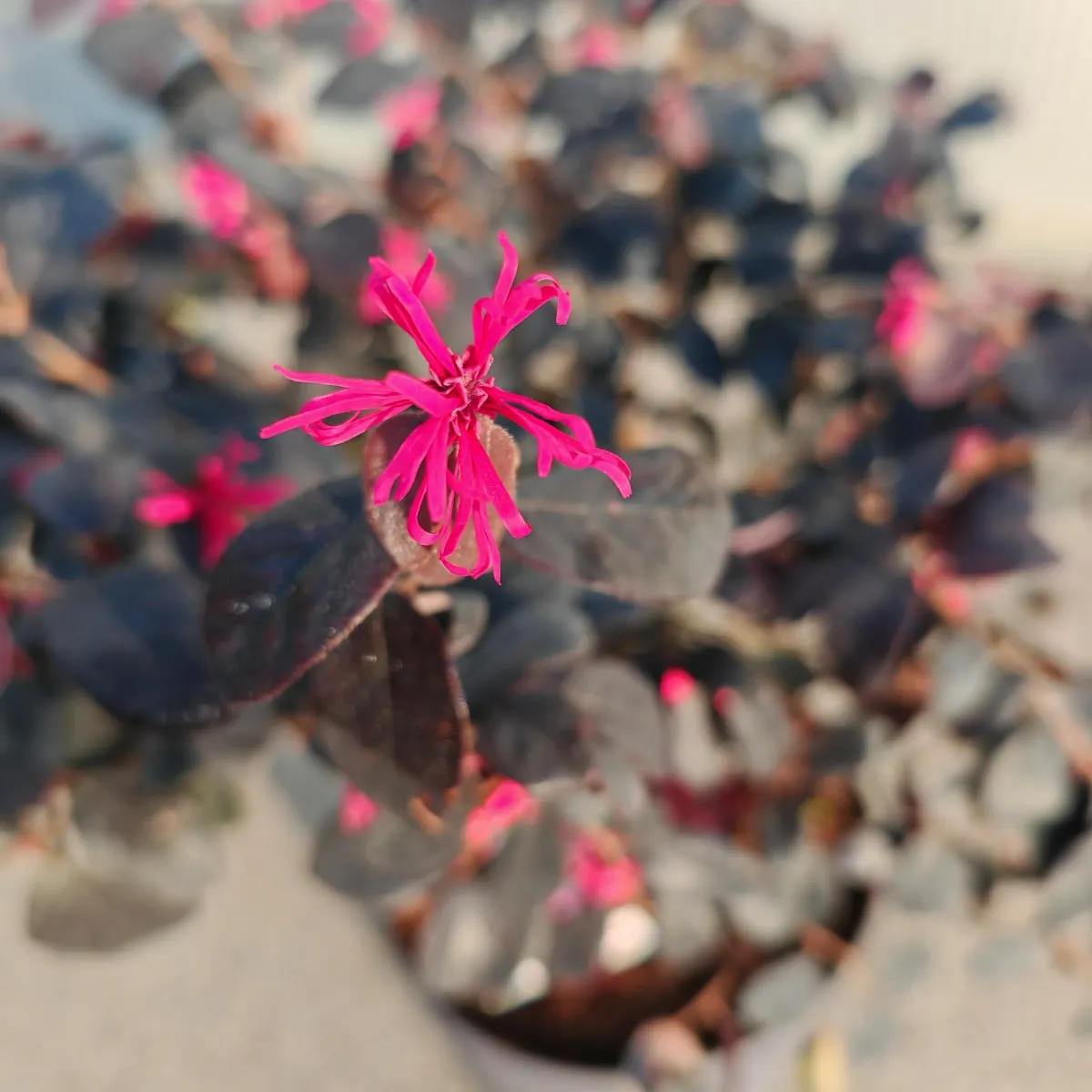 loropetalum chinese - slika 2