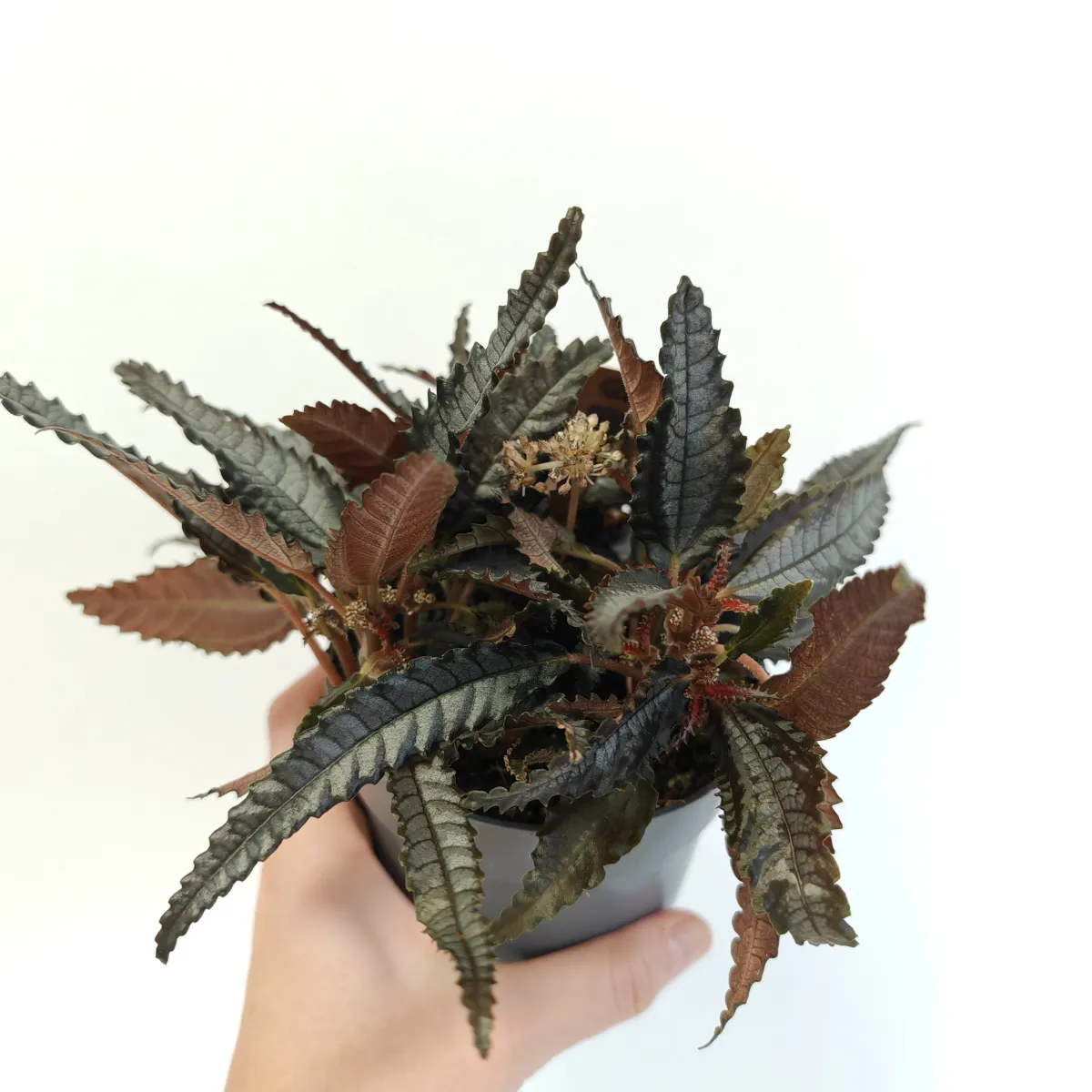 Pilea Hitchcockii - Brestovac