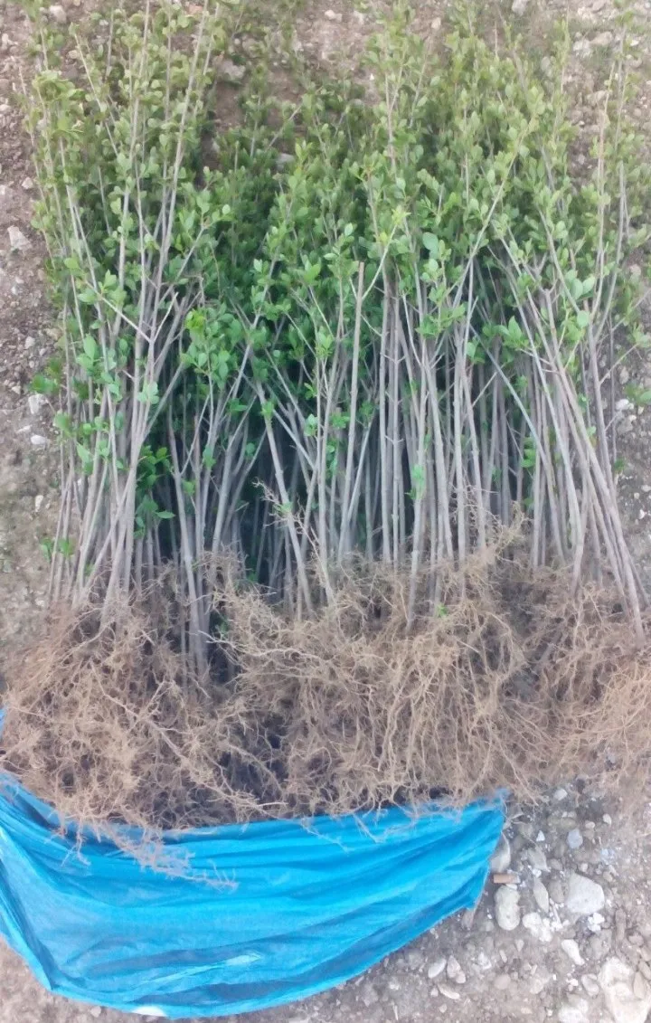 živica kalina ligustrum sadnice - slika 2