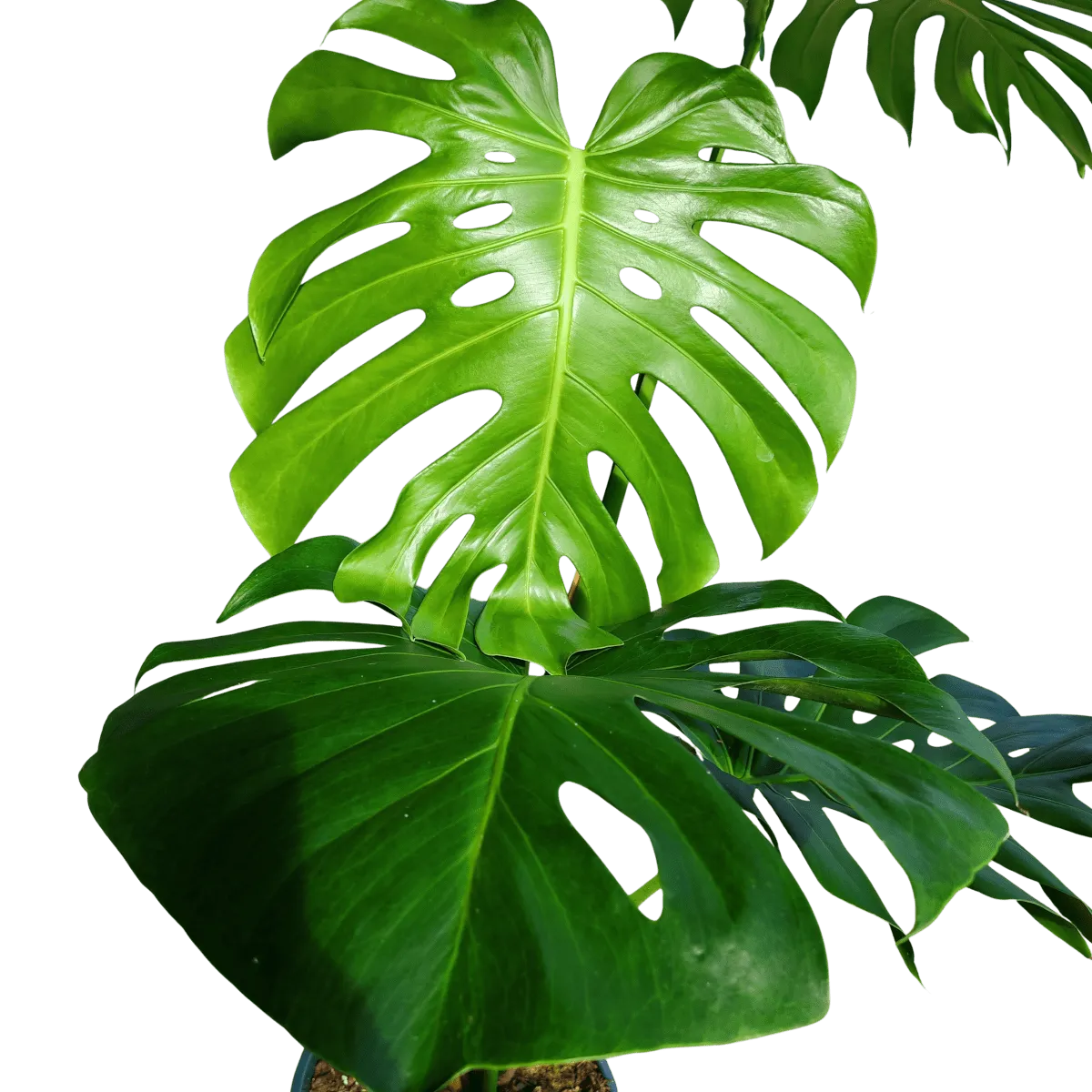 monstera deliciosa xl leaves - slika 3