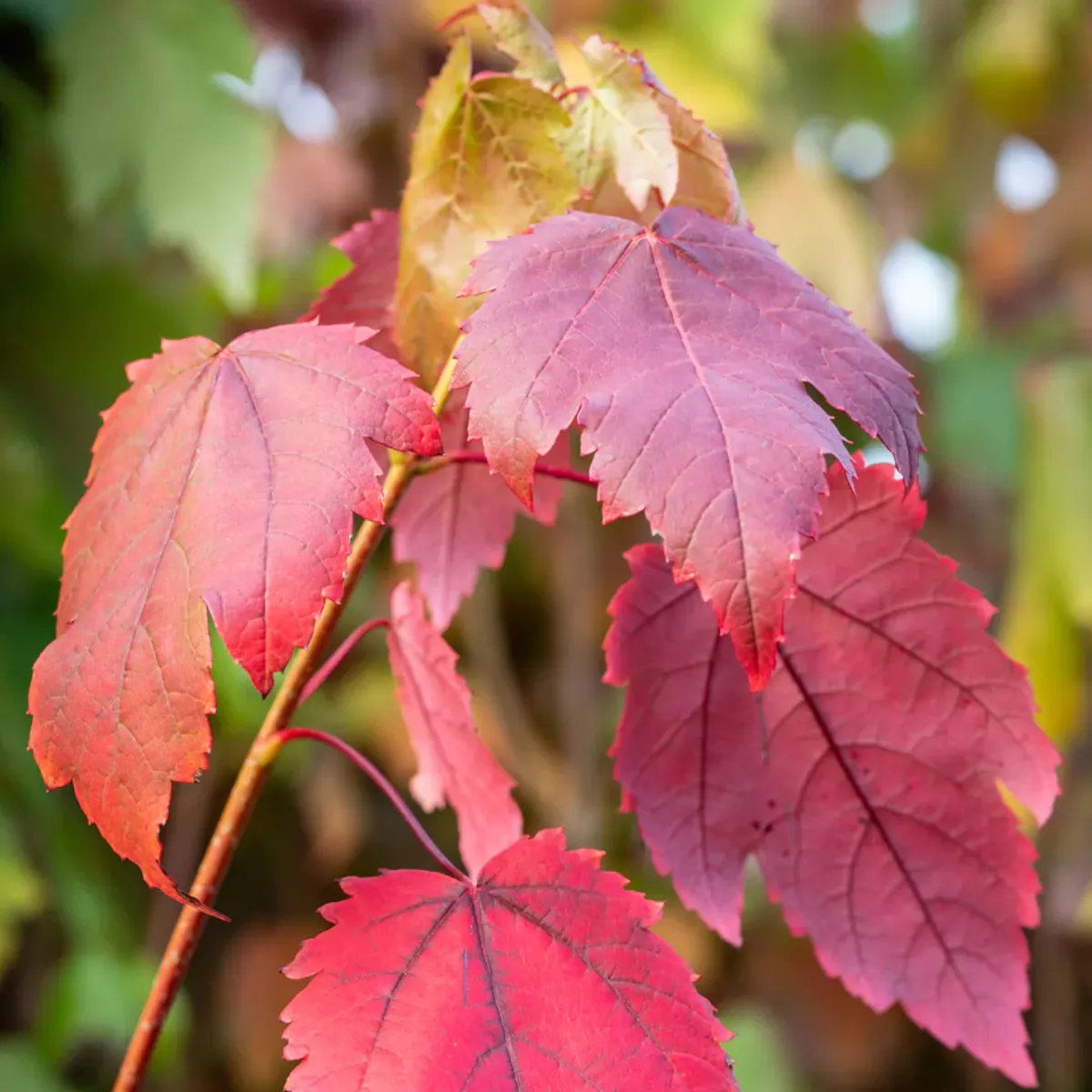 acer rubrum - slika 5