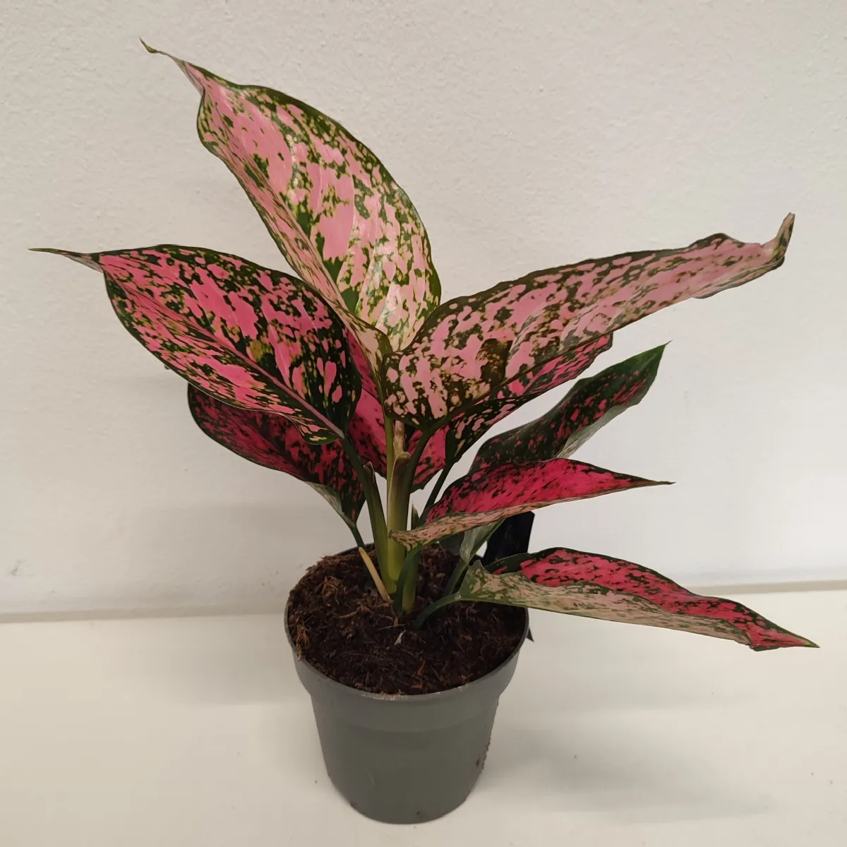 aglaonema “spicy pink” - slika 3